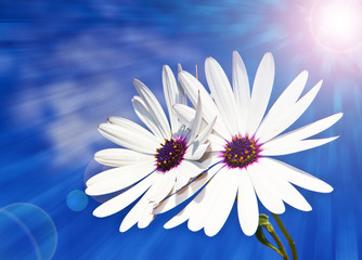 flores blancas bajo el sol