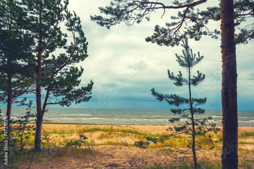 Pine trees on the beach © vvvita