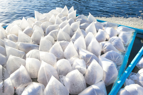 Larval shrimp in a plastic bag. floating in a Shrimp pond