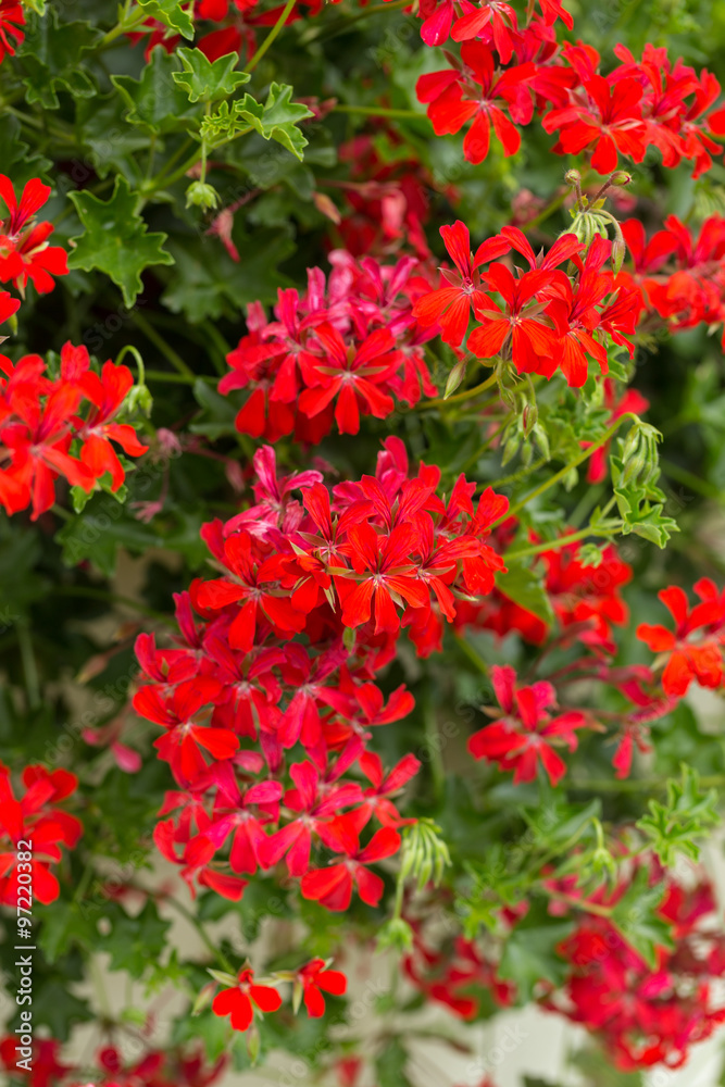 Red pelargonium (geranium) flower, blooming in a garden