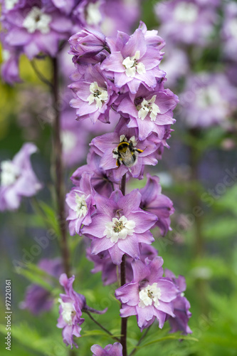 Purple Delphinium Flower in Garden