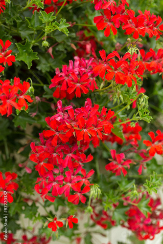 Red pelargonium (geranium) flower, blooming in a garden © wjarek