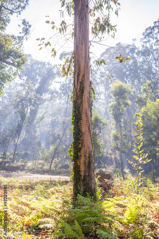 Fototapeta premium Eucalyptus forest at Figueira da Foz, Portugal