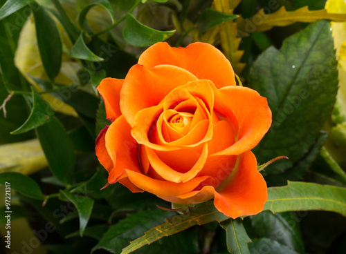  the orange-rose against the background of green leaves