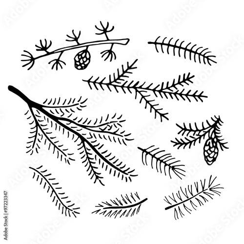Hand drawn pine branches collection.