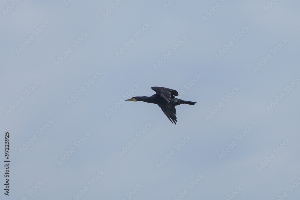 Cormorano vola sullo sfondo blu del cielo