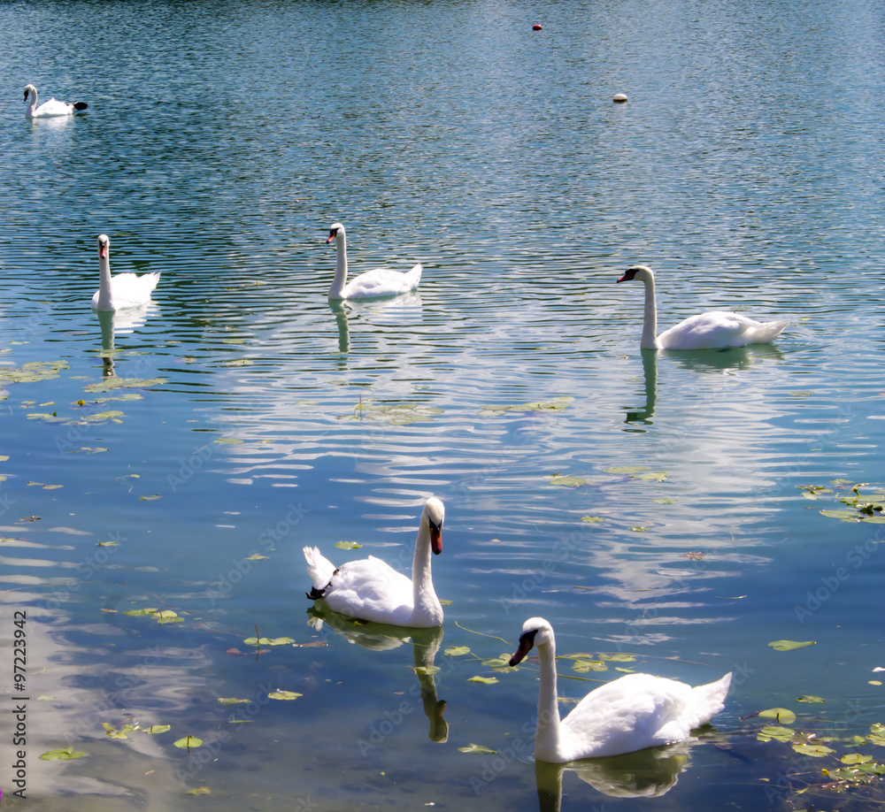 Fototapeta premium Swans swimming in jarun lake 