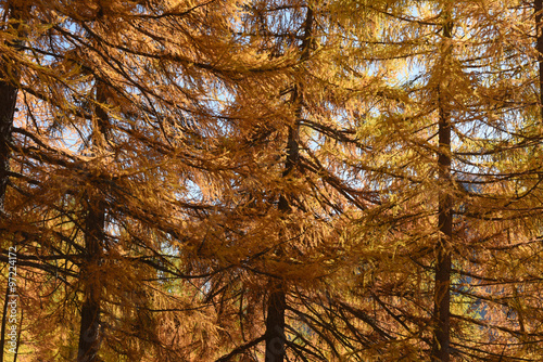 montagna autunno paesaggio autunnale maso cime colori autunno alberi larici