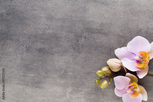 Fototapeta Naklejka Na Ścianę i Meble -  Beautiful pink orchid on a gray background.