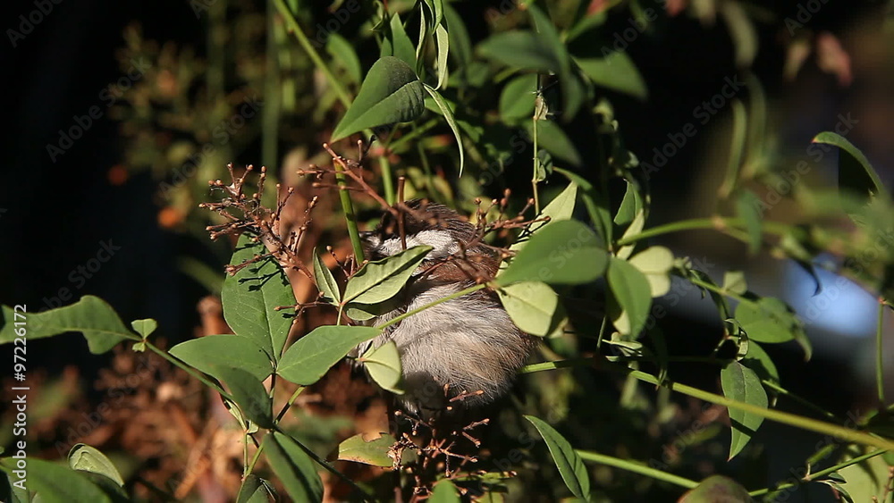 A sick chickadee fluffs itself up against the cold. A sick chickadee fluffs itself up against the cold.