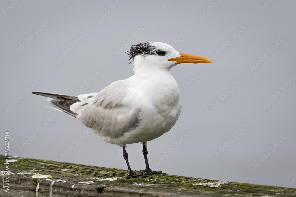Royal Tern Perched on a Railing - Georgia Royal Tern Perched on a Railing - Georgia