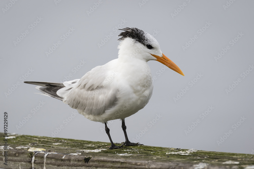 Fototapeta premium Royal Tern Perched on a Railing - Georgia