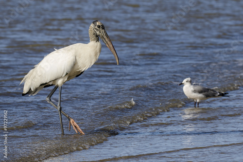 Wood Stork Wading in Shallow Water - Georgia