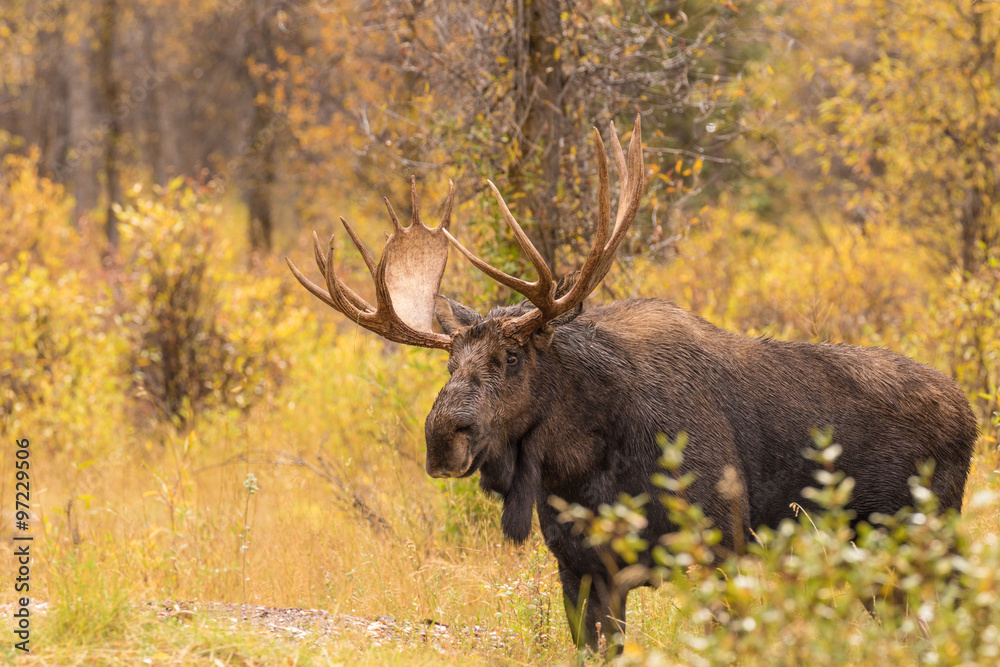 Obraz premium Bull Moose in Autumn