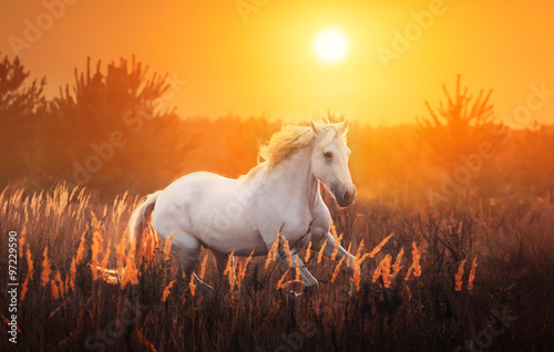 white horse run on the sunset background