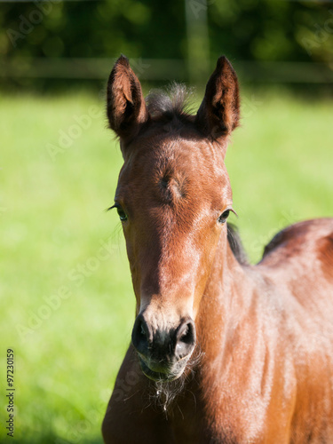 One day old foal portrait