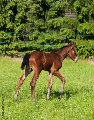 Newborn foal of sporthorse on pasture