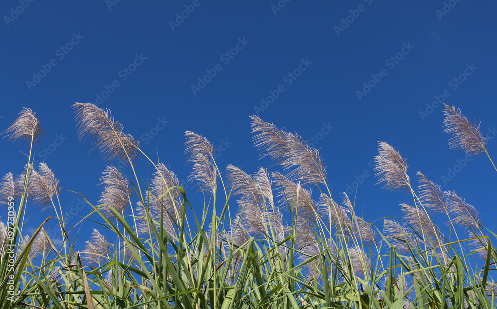 Obraz premium Sugar cane flower Sunrise,Beauty blue sky and clouds in daytime in Thailand