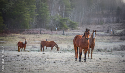 Four Horses - mares and stallions in their corral.  A frosty November morning finds curious horses in a corral , looking at the camera, grazing, relaxing and welcoming the early sunrise. © valleyboi63