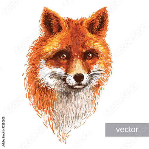 Colored fox illustration on white background