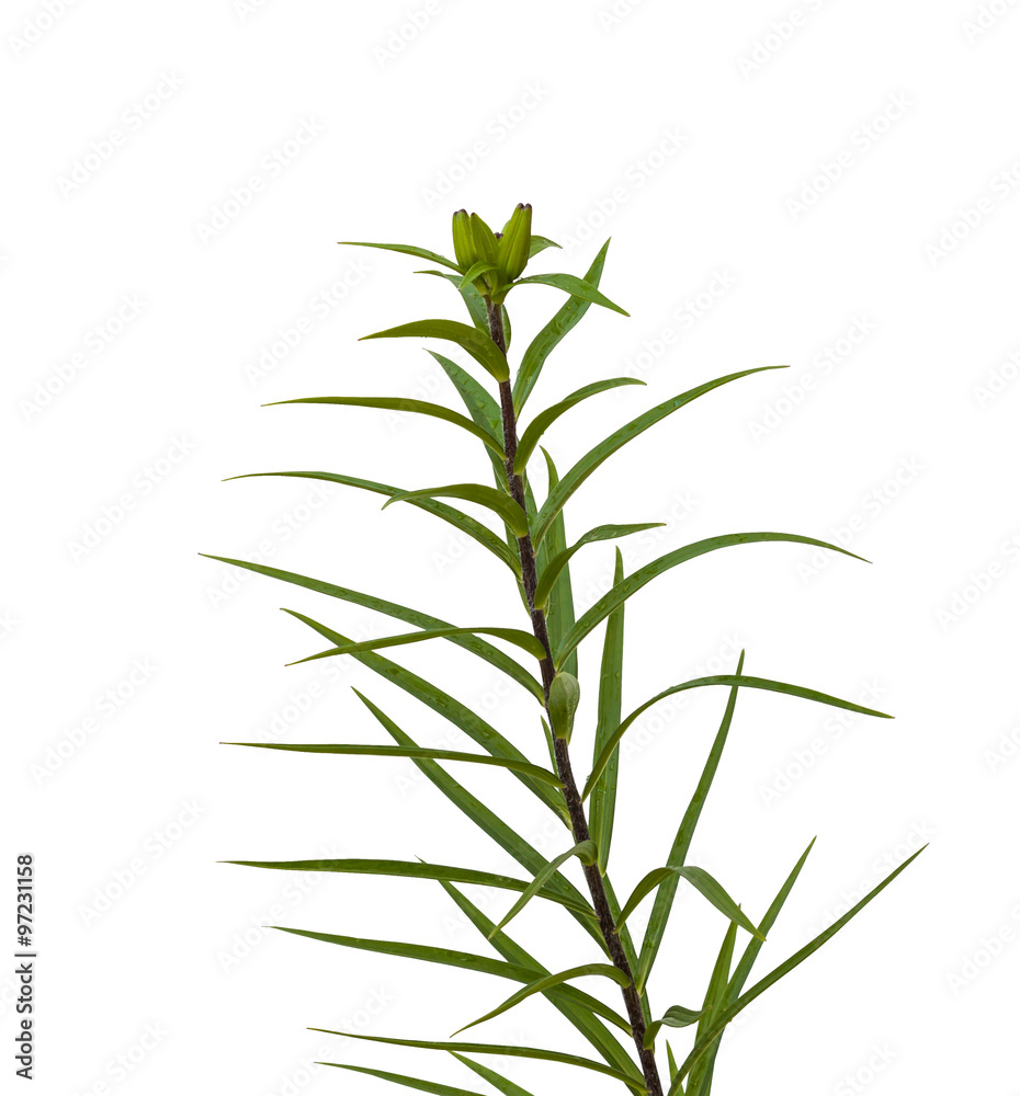 Fototapeta premium The branch of lilies Asian hybrids on a white background iso
