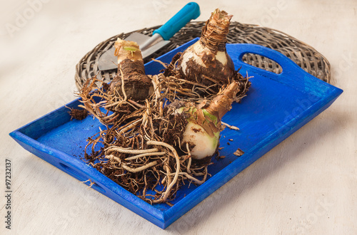 Bulbous tubers Hippeastrum (amaryllis)   on a tray photo