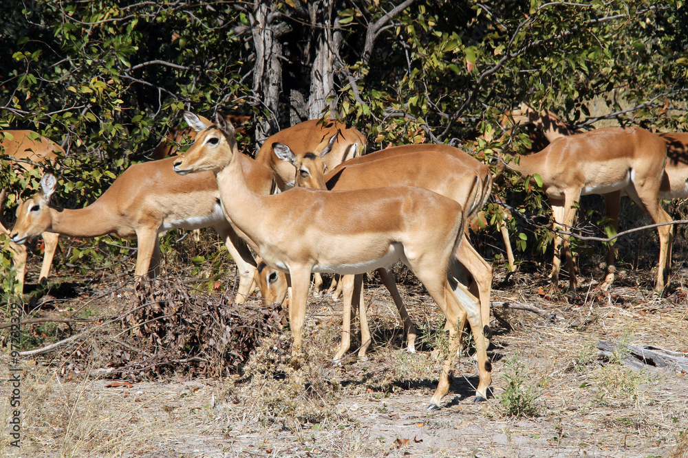Group of Impalas. Moremi Game Reserve, Botswana Group of Impalas. Moremi Game Reserve, Botswana