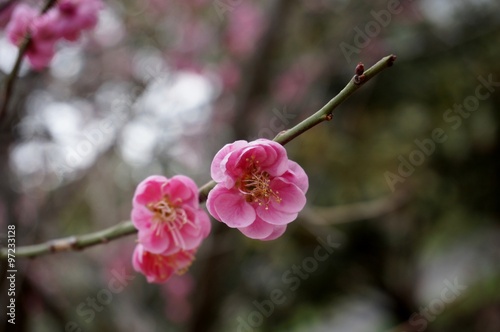 Pink flower blooms of the Japanese ume apricot tree  prunus mume