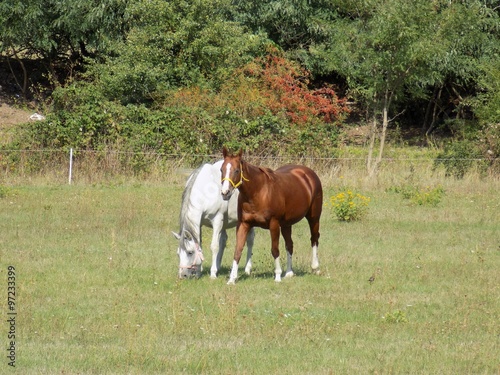 Two horses on meadow