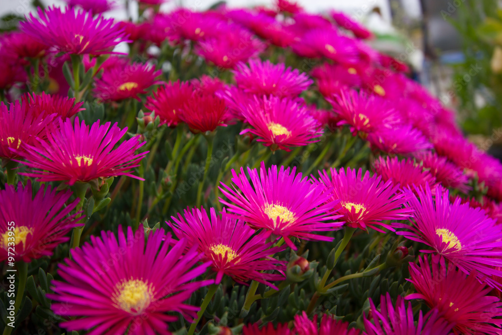 Obraz premium flores
