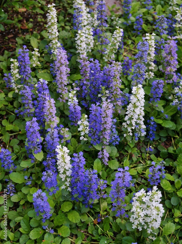 Carpet bugle weed (ajuga reptans) flower spikes in the spring garden Carpet bugle weed (ajuga reptans) flower spikes in the spring garden