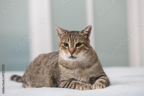 Fototapeta Naklejka Na Ścianę i Meble -  big cat lie on the bed
