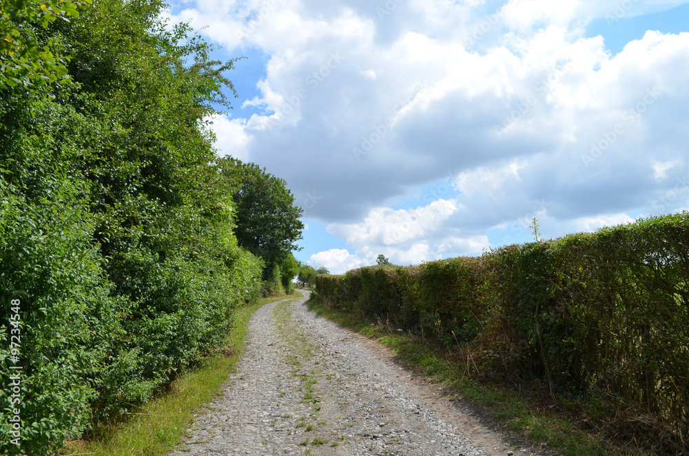 Gravel road, hedge, trees and meadow in rural Wallonia