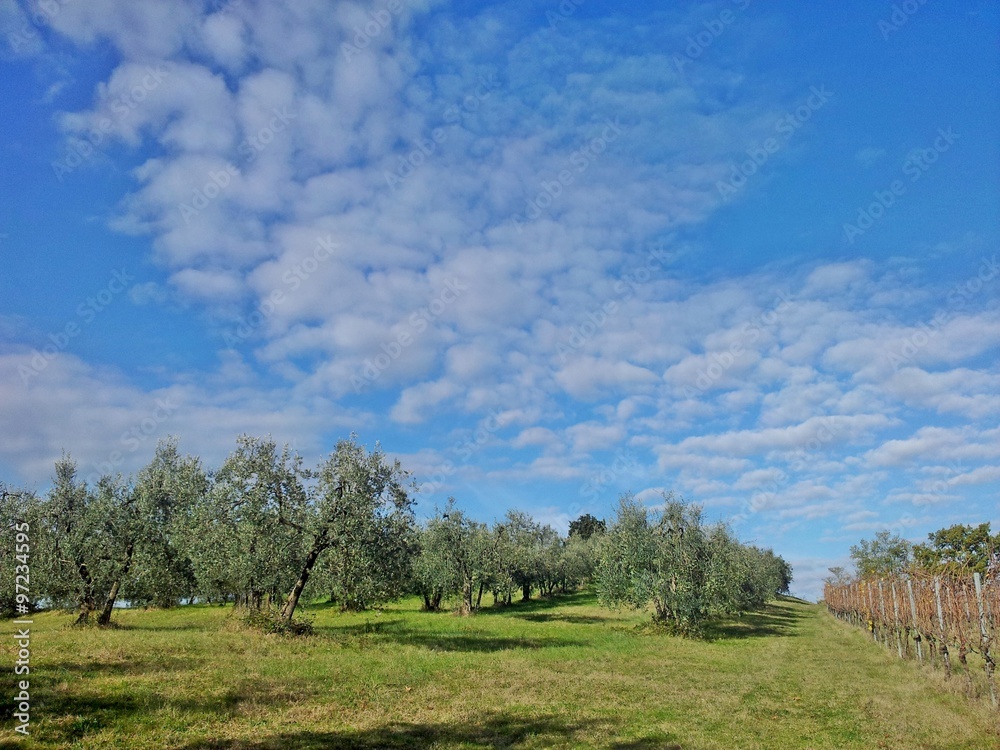 paesaggio agricolo piante di olivo 
