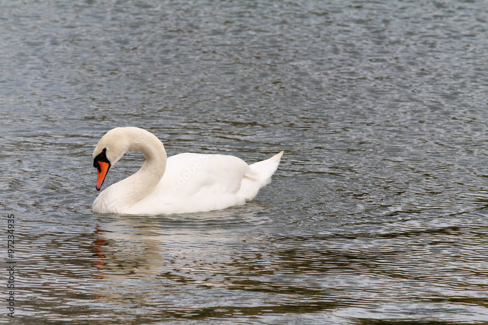 Fototapeta premium kuğu