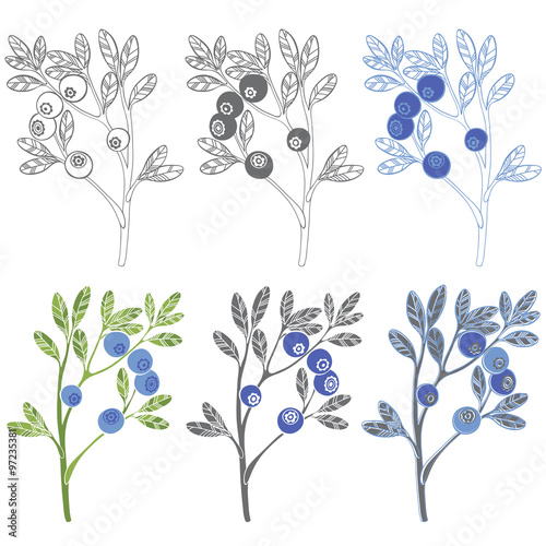  Set of blueberries on white background. Hand drawn vector illustration
