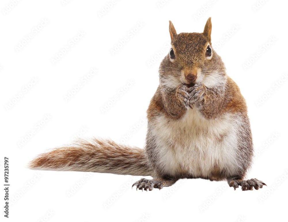 Obraz premium Squirrel on a white background