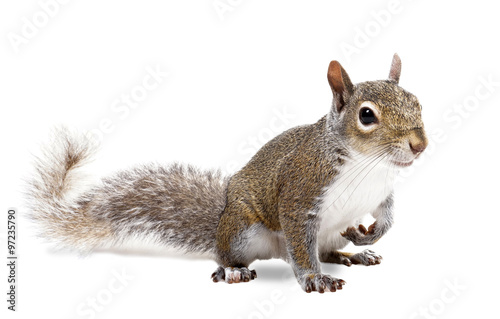 Canvas Print Young squirrel seeds on a white background