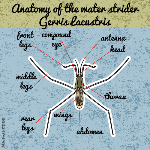 Insect anatomy. Common water strider. Gerridae. GERRIS LACUSTRIS Sketch of water strider.  water strider Design for coloring book. hand-drawn water strider. Vector