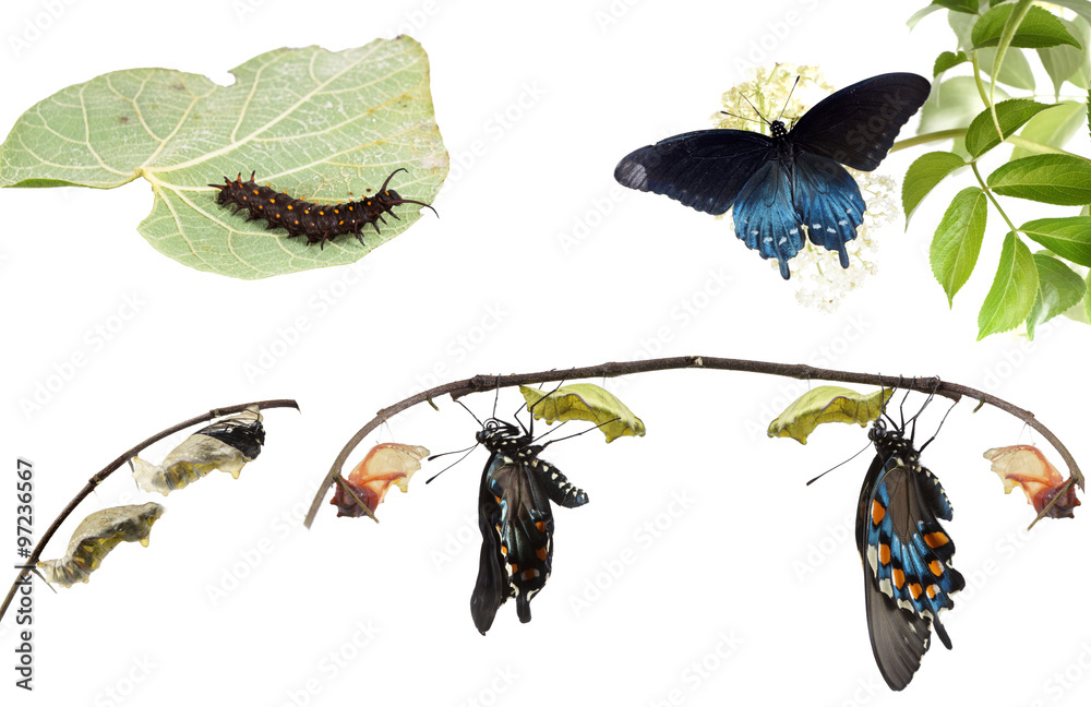 Fototapeta premium Metamorphosis of Butterflies Pipevine Swallowtail (Battus phil