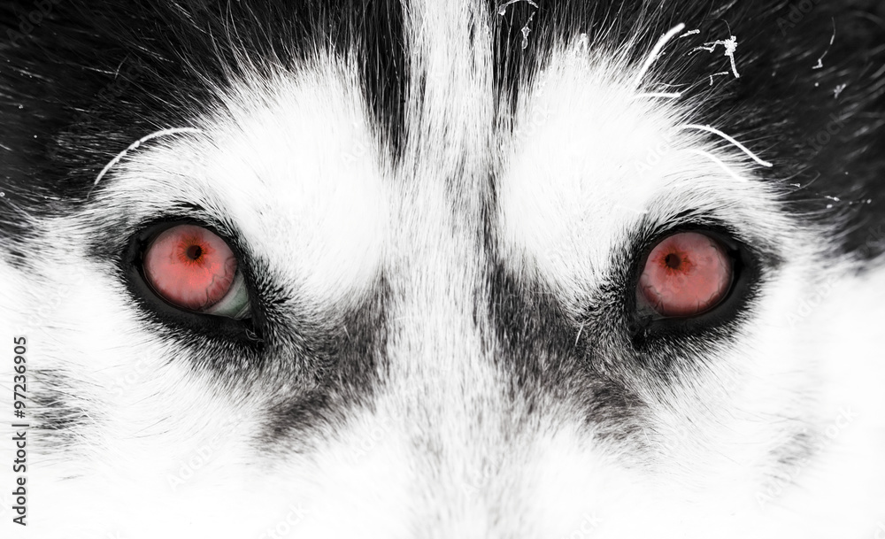 Close-up shot of husky dog's red eyes