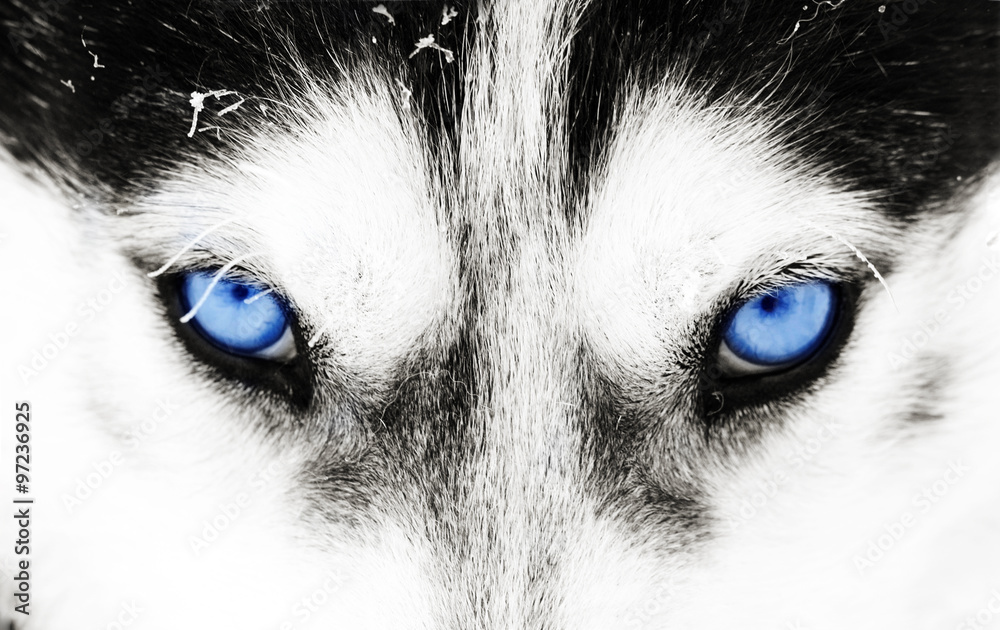 Close-up shot of a husky dog's blue eyes