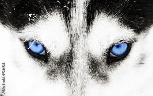 Zbliżenie niebieskie oczy psa husky