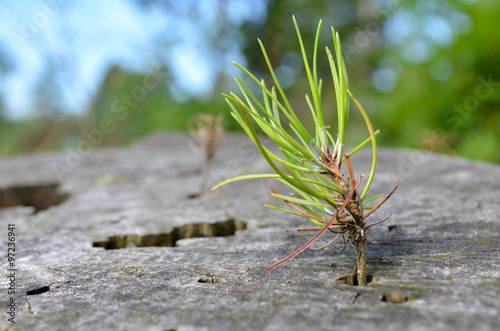 Bilde på lerret Small Scots pine seedling germinating in tree stump