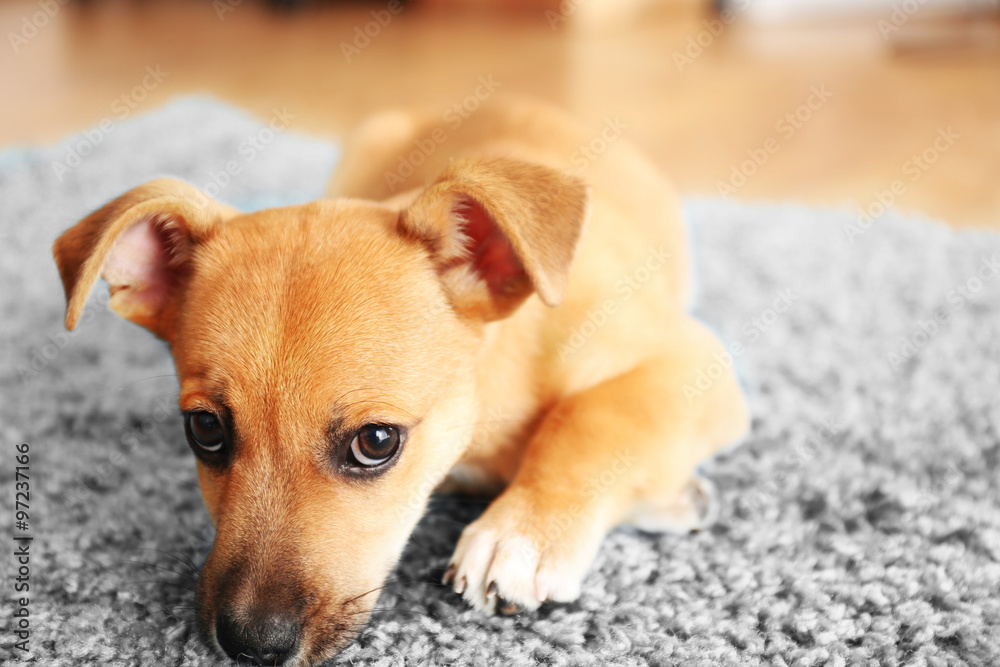 Puppet playing on a carpet