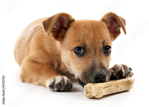 Puppy with toy bone isolated on white © Africa Studio