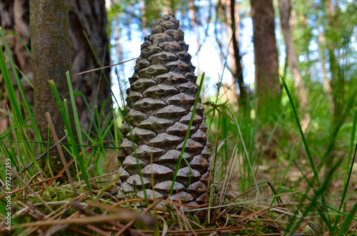 Large pine cone on forest floor