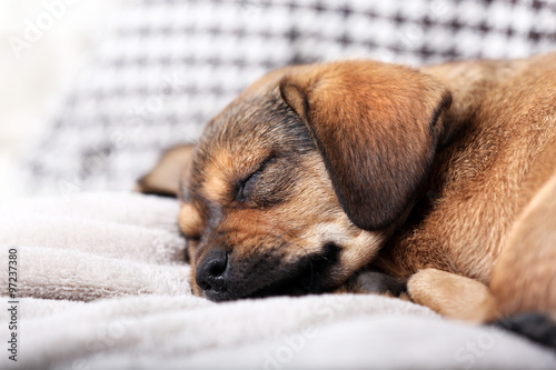 Cute puppy sleeping on sofa at home