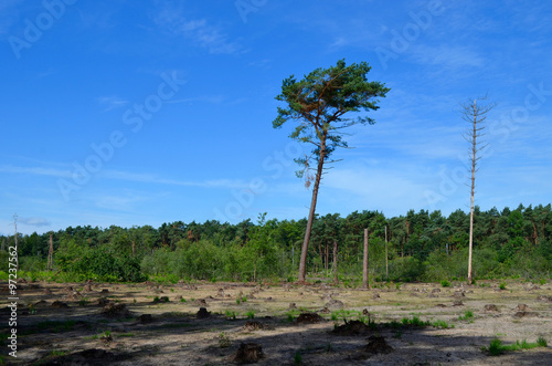 One tree standing after pine forest cutting