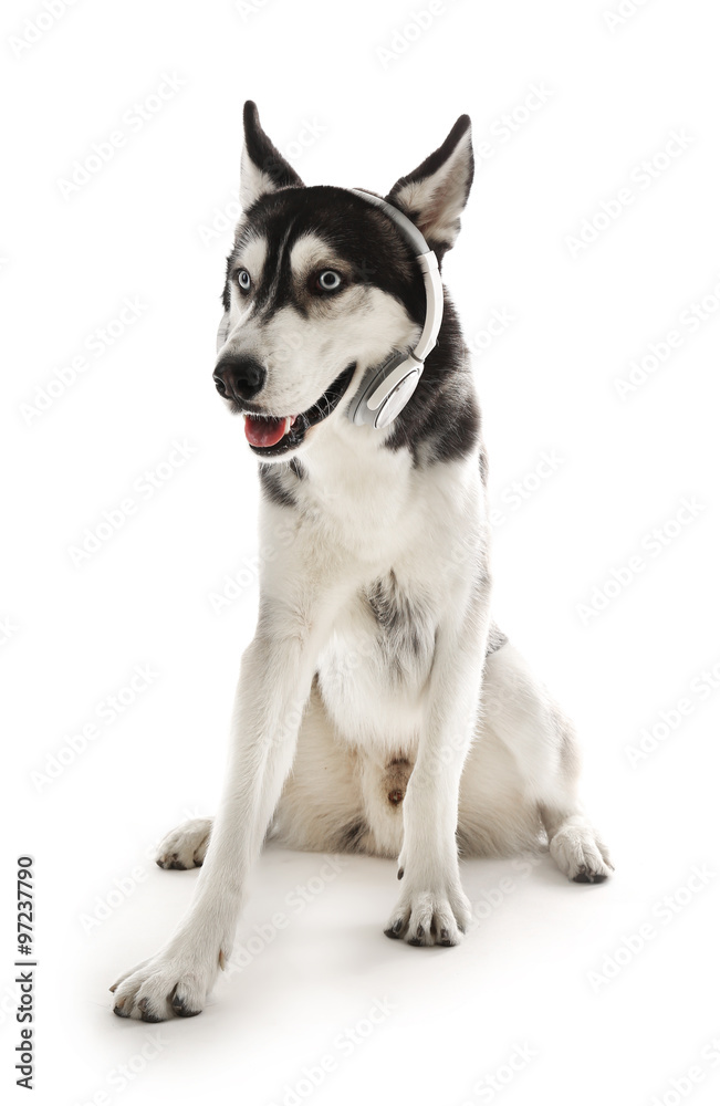 Siberian Husky sitting in headphones, isolated on white